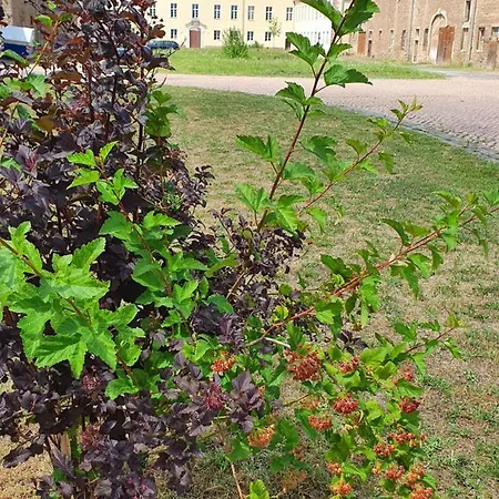 Appartement Sonnenschloss *